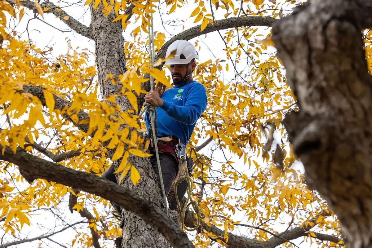 Skilled Tree Transplanting crew working in Proctor